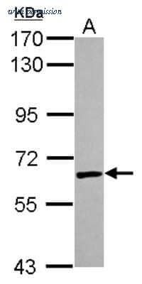 Novus Biologicals NBP2-20775 image 1