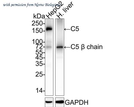 Novus Biologicals NBP3-32209 image 1
