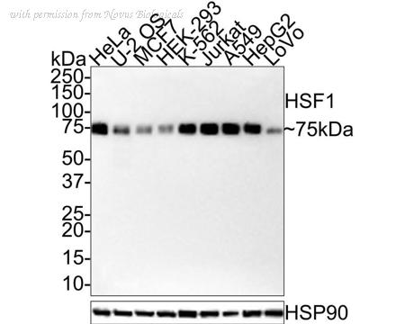 Novus Biologicals NBP3-32444 image 1
