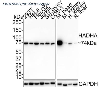 Novus Biologicals NBP3-32414 image 1