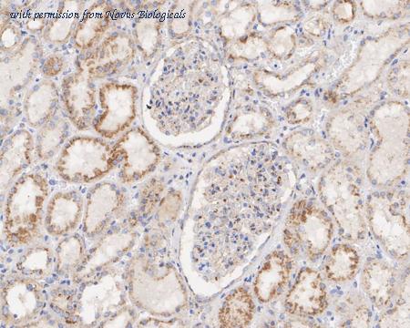 Novus Biologicals NBP3-32538 image 1