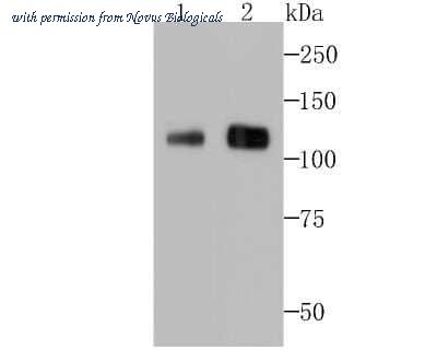 Novus Biologicals NBP2-75455 image 1