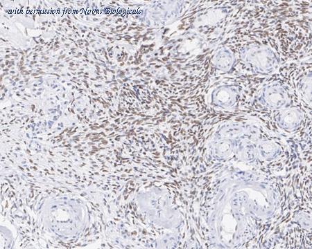 Novus Biologicals NBP3-32746 image 1