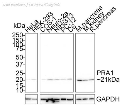 Novus Biologicals NBP3-32849 image 1