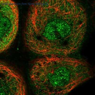 Novus Biologicals NBP1-84172 image 1