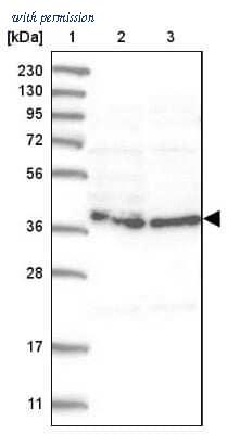 Novus Biologicals NBP1-81019 image 1
