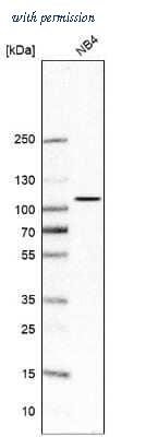 Novus Biologicals NBP1-80952 image 1
