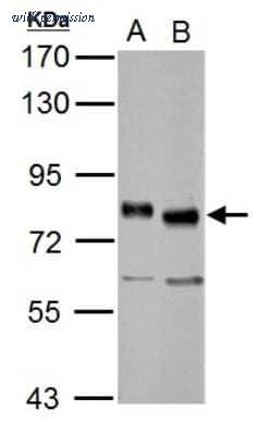 Novus Biologicals NBP2-20585 image 1