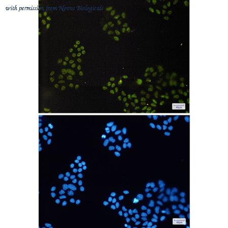 Novus Biologicals NBP3-27690 image 1