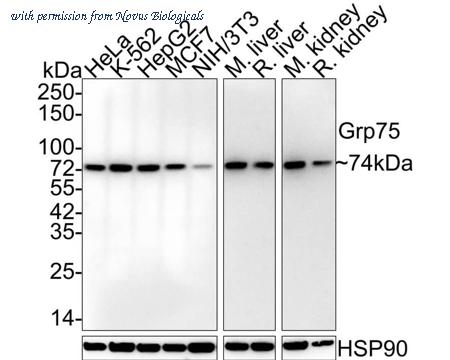 Novus Biologicals NBP3-32407 image 1