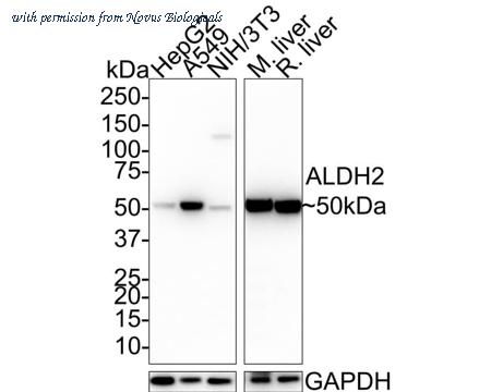 Novus Biologicals NBP3-32021 image 1