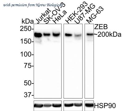 Novus Biologicals NBP3-33133 image 1