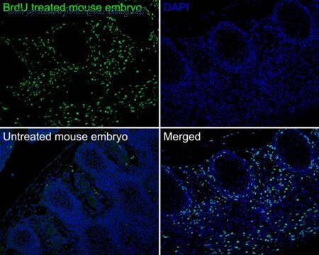 Novus Biologicals NBP3-32093 image 1