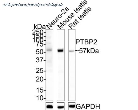 Novus Biologicals NBP3-32871 image 1
