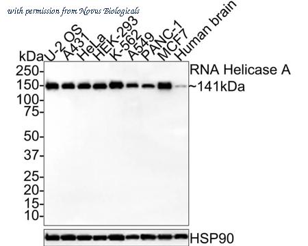 Novus Biologicals NBP3-32907 image 1