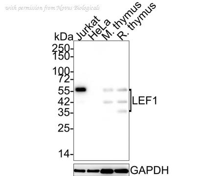 Novus Biologicals NBP3-32527 image 1