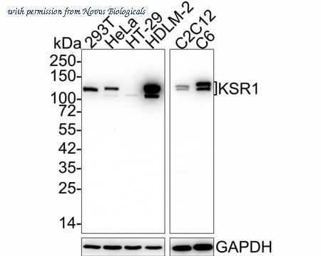 Novus Biologicals NBP3-32512 image 1