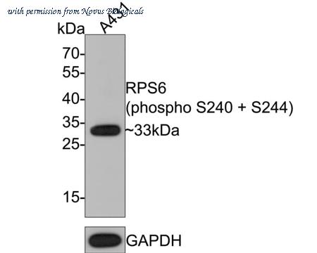 Novus Biologicals NBP3-32797 image 1
