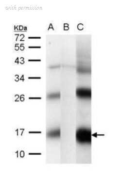 Novus Biologicals NBP2-42827 image 1