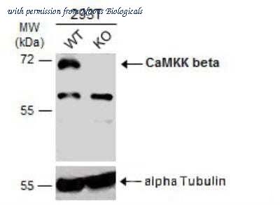 Novus Biologicals NBP1-31247 image 1