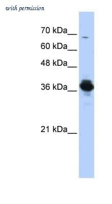 Novus Biologicals NBP1-54595 image 1