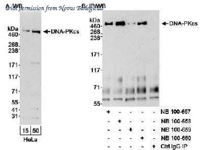 Novus Biologicals NB100-659 image 1