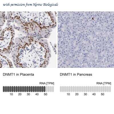 Novus Biologicals NBP1-84328 image 1