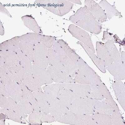 Novus Biologicals NBP2-33621 image 1