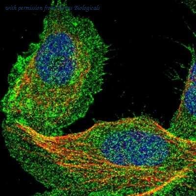 Novus Biologicals NBP1-85582 image 1