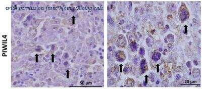 Novus Biologicals NBP1-83491 image 1
