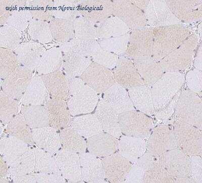 Novus Biologicals NBP2-47456 image 1