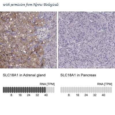 Novus Biologicals NBP2-58895 image 1