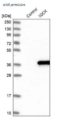 Novus Biologicals NBP1-83486 image 1