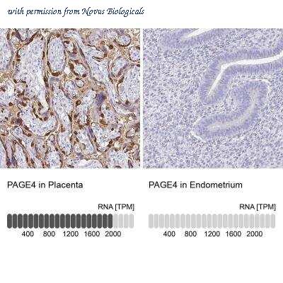 Novus Biologicals NBP1-85413 image 1