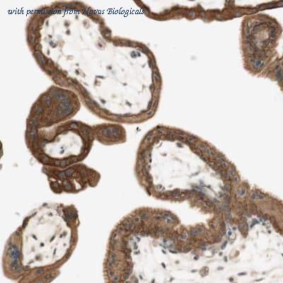 Novus Biologicals NBP1-83299 image 1
