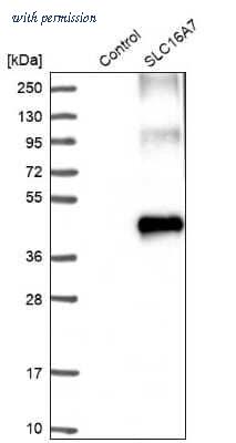 Novus Biologicals NBP1-87846 image 1