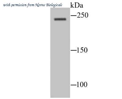 Novus Biologicals NBP2-75584 image 1