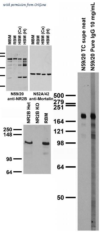 OriGene EA100297 image 1