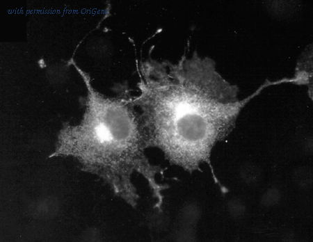 OriGene 73-011 image 1