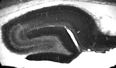 OriGene 73-013 image 1