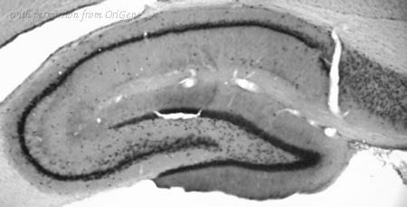 OriGene 73-053 image 1