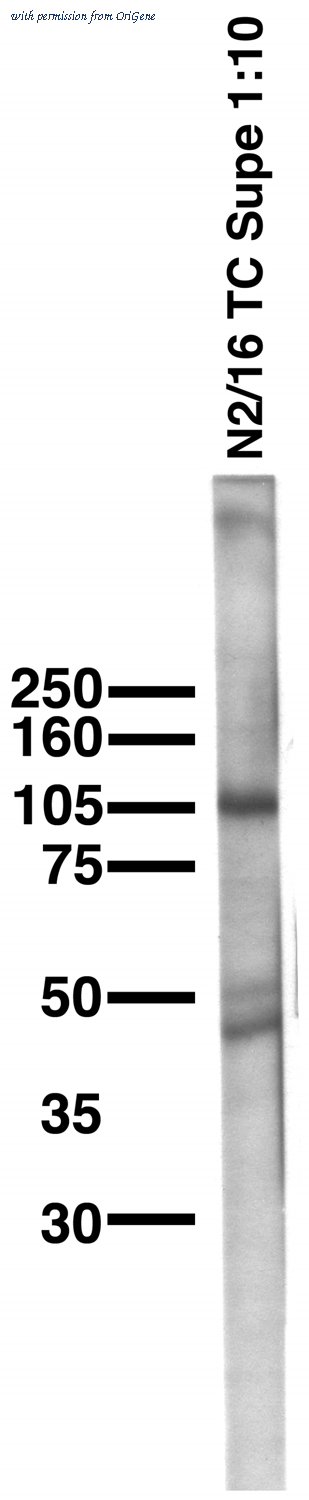 OriGene 73-056 image 1