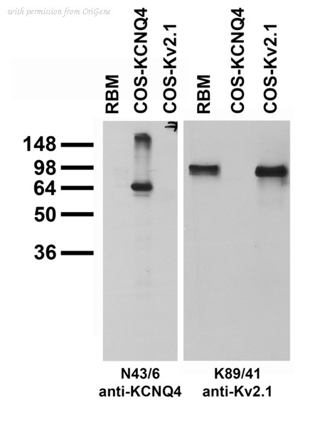 OriGene 73-082 image 1