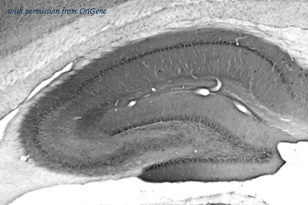 OriGene 73-086 image 1