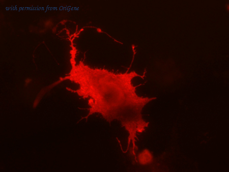 OriGene 73-093 image 1