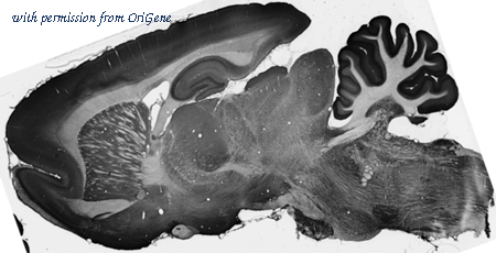 OriGene 73-147 image 1