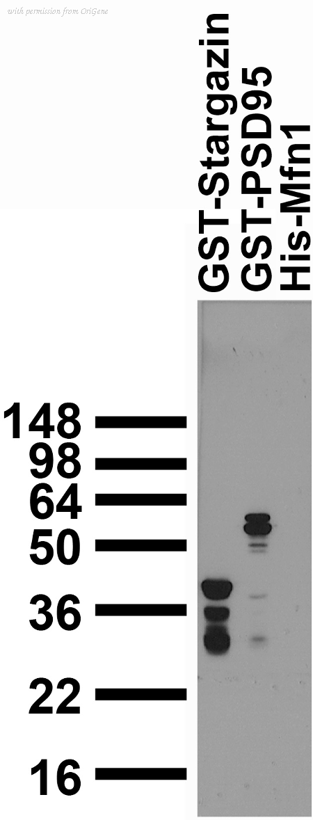 OriGene 73-148 image 1