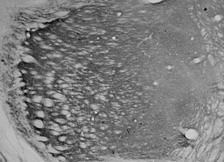 OriGene 73-150 image 1