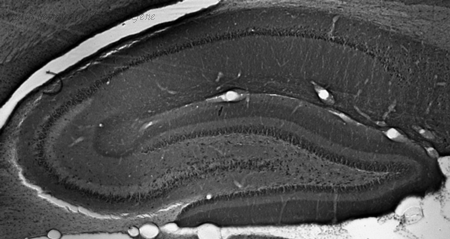 OriGene 73-244 image 1