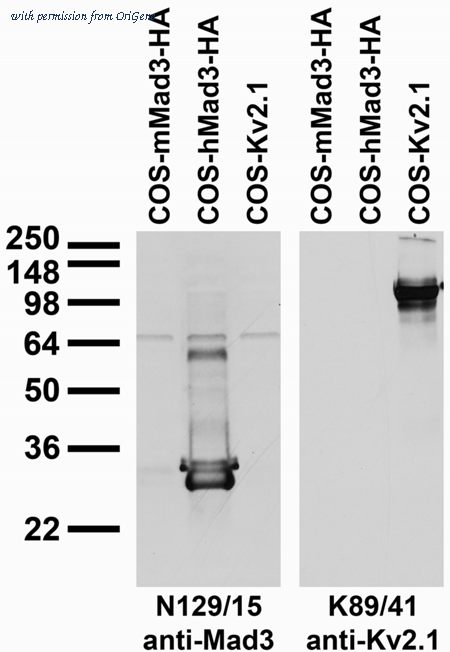 OriGene 73-250 image 1